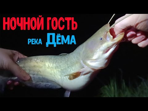 Видео: Рыбалка на фидер и донку с ночевкой - Лещ Сомики и Разнорыбица р.Дёма