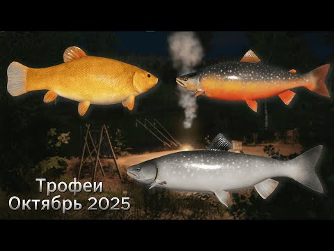 Видео: Трофеи Октябрь 2025 | Русская рыбалка 4