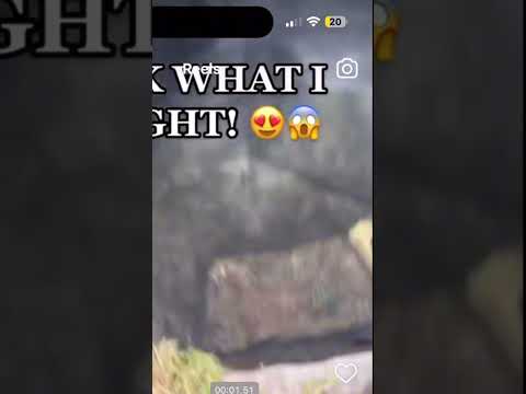 Видео: ЛОЖНАЯ поимка черепахи? 😱🐢