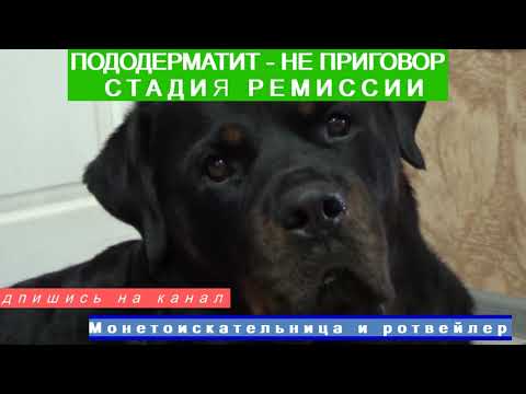 Видео: ЛЕЧИМ ПОДОДЕРМАТИТ У СОБАКИ. РЕМИССИЯ