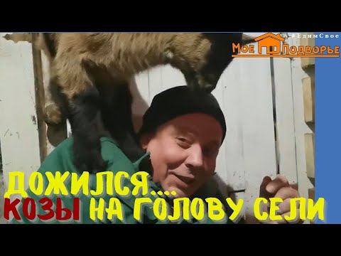 Видео: ЧЕШСКИЕ КОЗЫ: описание породы, особенности содержания и просто веселое видео. "Мое Подворье"