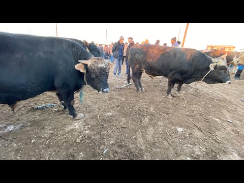 Видео: УРГАНЧ ГАЙБУ МОЛ БОЗОРИ НАРХЛАРИ БУГУН ШВЕЦ БУКАЛАР ТУШДИ БОЗОРГА 09.11.2025