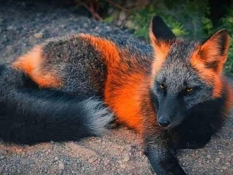 Видео: BlackFox. Что за зверь завёлся в гараже?