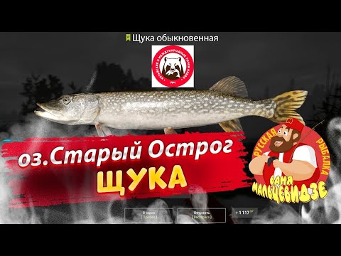 Видео: Ловля Щуки на Старом Остроге на воблер.