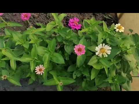Видео: У мамы❤️