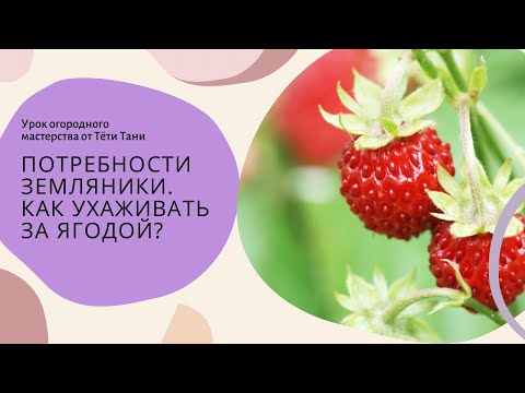 Видео: 886. Земляника. Услышьте меня.