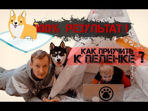 Видео: Как приучить щенка к пеленке? Подробная инструкция! 100% результат!