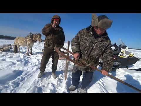 Видео: Куйуур в Табаге