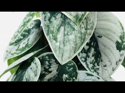 Видео: Стендапсус |Суккуленты |Оттона Мясистая |Крестовник 🫶🌿