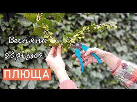 Видео: Декоративне озеленення будівель та споруд. Весняна обрізка плюща. Вічнозелені рослини.