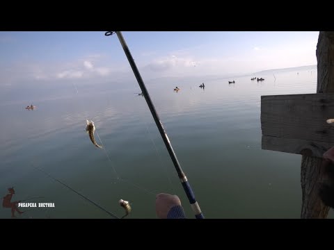 Видео: 🎣Рибарски приказни „Риболов на Дојранско  Езеро“ #ribolov #fishing #риболов
