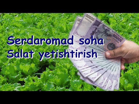 Видео: Камхарж, аммо сердаромад бўлган соҳа – томорқада салат барги етиштириш