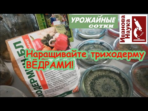 Видео: Готовимся к ДЕЗИНФЕКЦИИ почвы. Новый способ наращивать чистую Триходерму! Синклер и Максим в помощь!