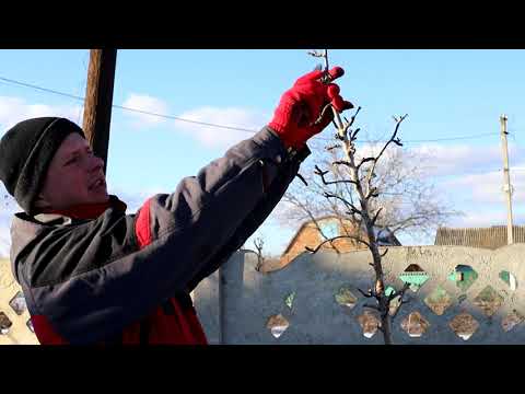 Видео: Обрезка груши