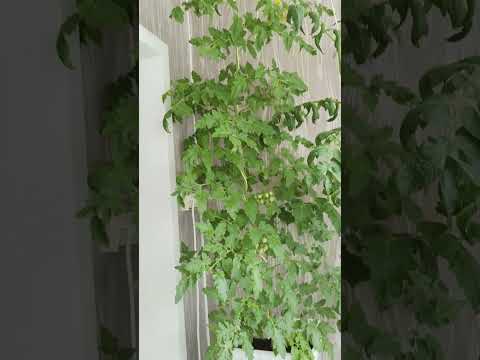 Видео: Огурцы: кафкас, ранняя пташка, Примадонна, адам. Томаты и редис на лоджии)