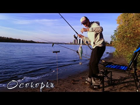 Видео: Пішла осіння ПЛОТВА 🐟 Рибалка в Києві 🔱 Осокорки 🍀 #fishing #риболовля #рибалка