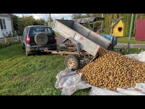 Видео: ЛЕГКОВОЙ ПРИЦЕП САМОСВАЛ убираем картошку сорт АДРЕТТА