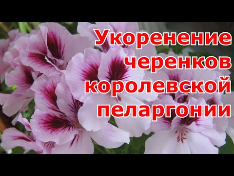 Видео: Размножение королевской пеларгонии черенками и уход за ней в домашних условиях