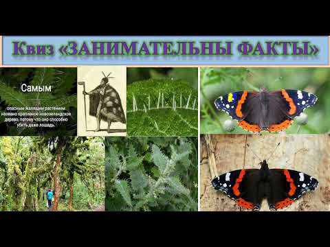 Видео: 58 Яд онгаонга.Красный адмирал