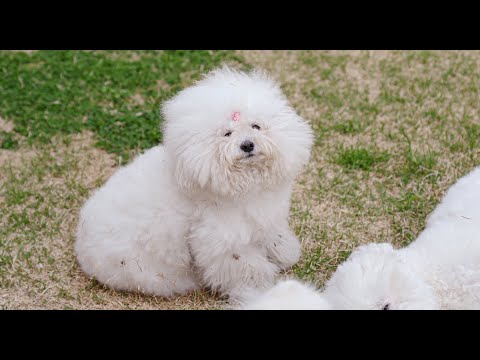 Видео: Я слишком ленив, чтобы помыться...