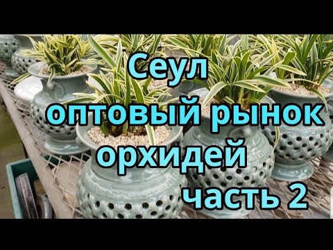 Видео: Сеул  оптовый  рынок  орхидей.Часть 2.
