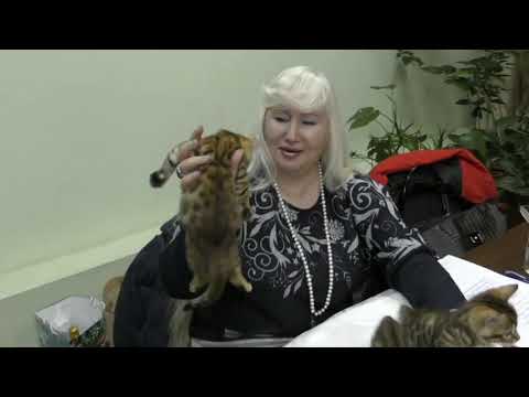 Видео: Наглость   второе счастье.