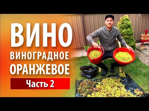 Видео: Вино «Оранжевое» из белого винограда | Часть 2