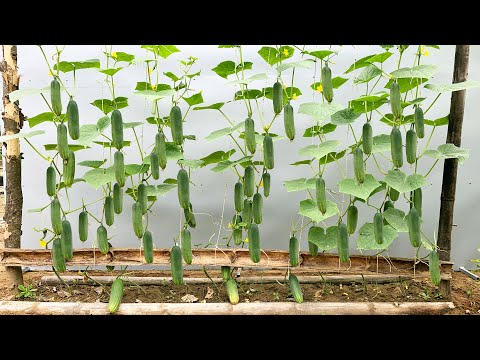 Видео: Секрет, как заставить огурцы давать невероятные плоды, о которых мало кто знает