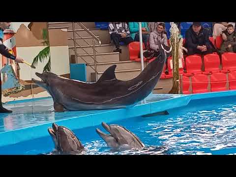 Видео: #Дельфинарий Адлер Сочи Парк