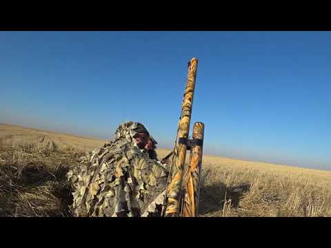 Видео: Охота на гуся в Казахстане 2020г