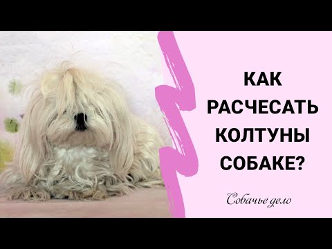 Видео: Как расчесать колтуны у собаки?