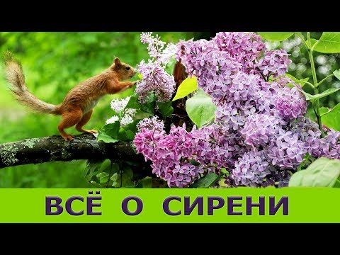 Видео: СИРЕНЬ, УХОД, ЧЕРЕНКОВАНИЕ