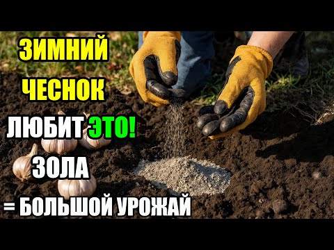 Видео: Зола для чеснока: как правильно подготовить грядку под озимый чеснок