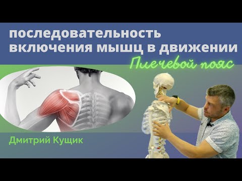 Видео: Последовательность включения мышц в движении | Плечевой пояс | Кинезиолог Дмитрий Кущик