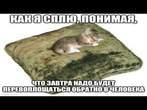 Видео: Как я сплю, понимая, что завтра надо будет перевоплощаться обратно в человека