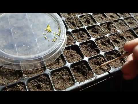 Видео: Сею ЛОБЕЛИЮ !!!  информация для вас!!!