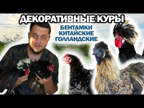 Видео: ДЕКОРАТИВНЫЕ КУРЫ! Бентамка, китайские шелковые, шершетки кучерявые, голландские белохохлые🐔 #куры