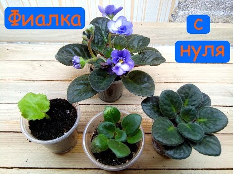Видео: Фиалка с нуля. От листа до цветущей розетки.