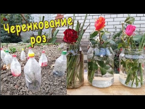 Видео: Черенкование Роз 🌹 под бутылкой и с результатом  укоренения 🌹🌹