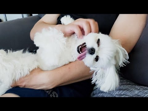 Видео: Милый поступок щенка, когда он очень хорош