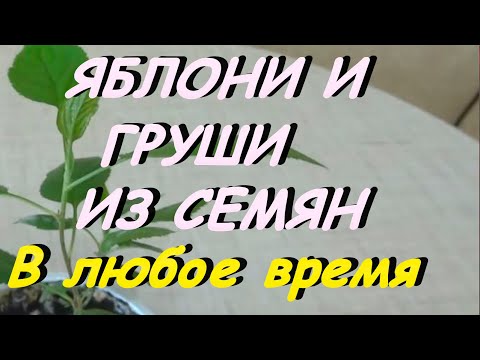 Видео: КАК ВЫРАСТИТЬ ИЗ СЕМЯН ЯБЛОНИ И ГРУШИ. ВЫСОКАЯ ВСХОЖЕСТЬ.