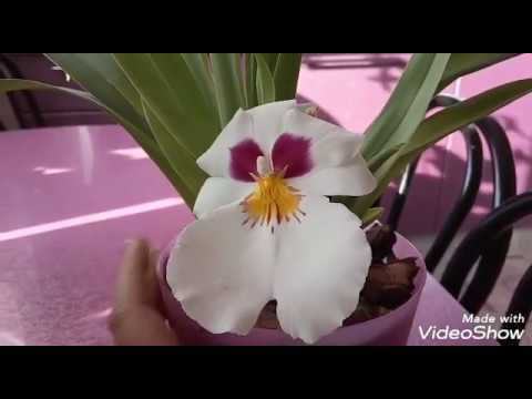 Видео: Мильтония и мой уход за ней