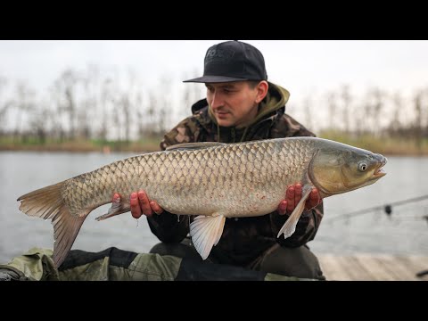 Видео: Сложная ловля карпа в корягах.  Первый амур 2024 . Розыгрыш палатки за 47.000р