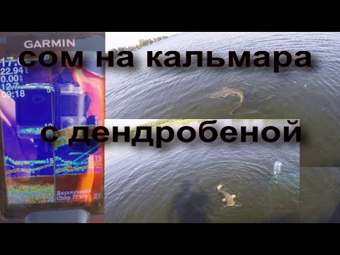 Видео: ЛОВЛЯ СОМА НА КАЛЬМАРА И ДЕНДРОБЕНУ. 28.08.2022.