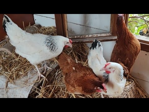 Видео: Репортаж из курятника/ СУПЕР ПРОСТО фаршированные кабачки/Какое небо грозовое…