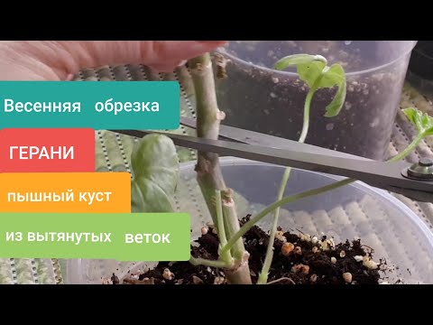 Видео: Пышный куст из вытянутых растений! Весенняя обрезка Герани!