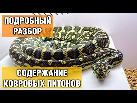 Видео: Ковровые питоны — Содержание питона в домашних условиях