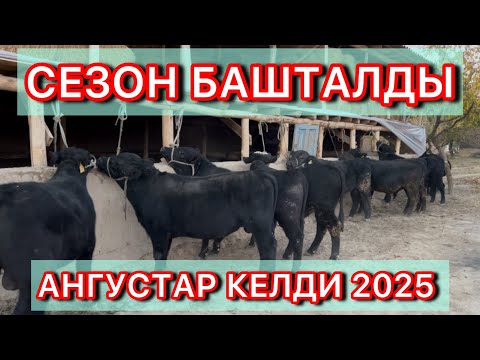 Видео: АНГУС БУКАЛАР КЕЛДИ СВЕЖИЙ ☎️0220828181