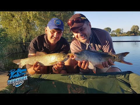 Видео: Вовкове озеро. Флэт vs Карповая классика #2. Часть 1