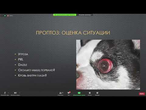 Видео: Ястребов О. В. - Экстренные состояния в офтальмологии